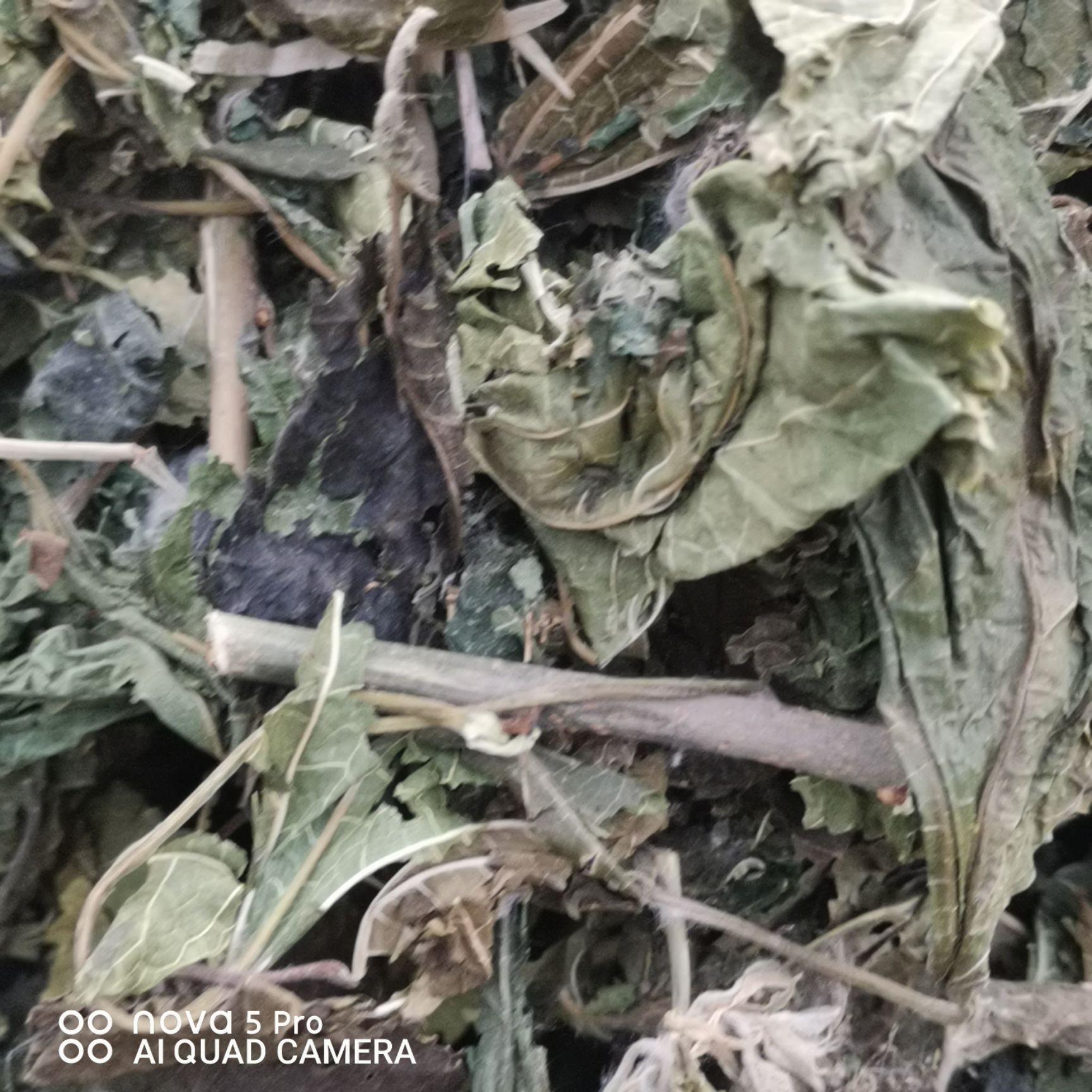 青桑叶优质桑叶