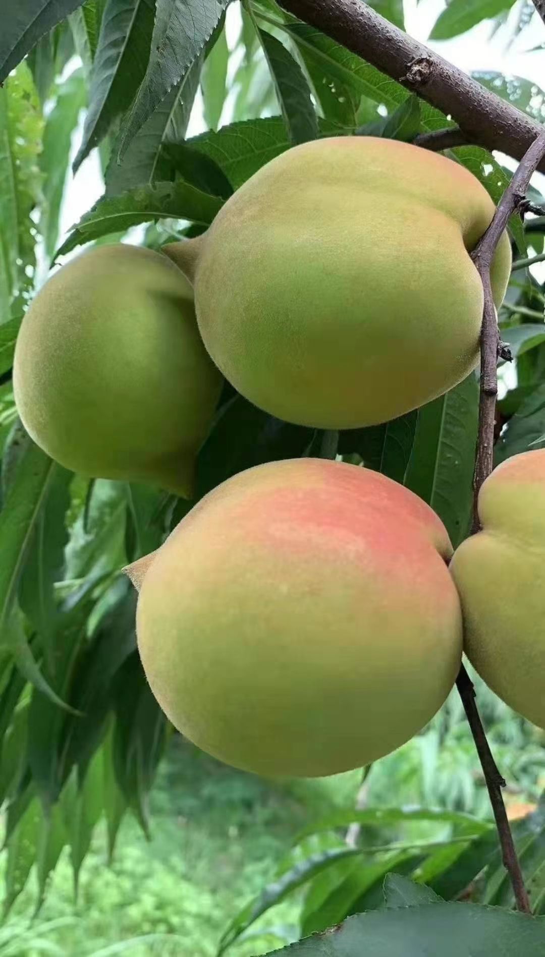 鹰嘴蜜桃  连平上坪鹰嘴桃 蜜桃