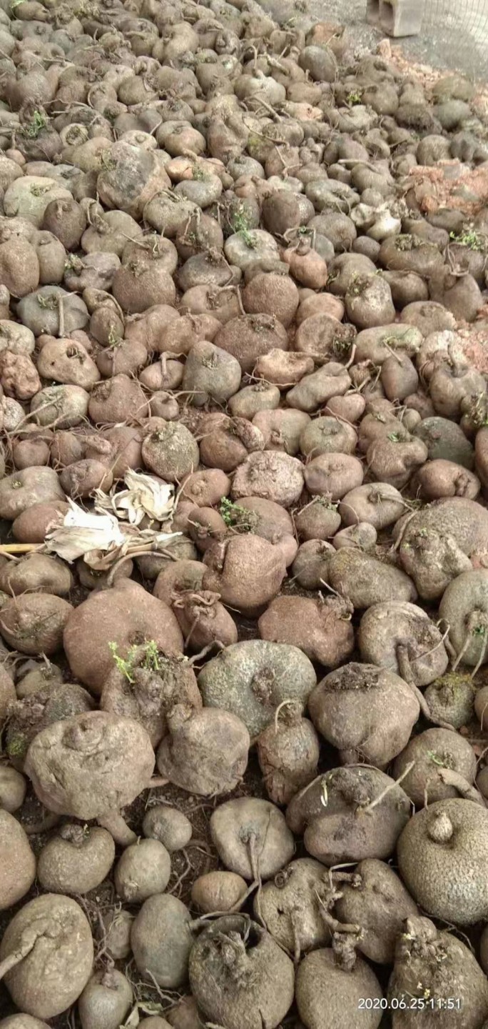 金龟莲      金不换，地不容，鲜品