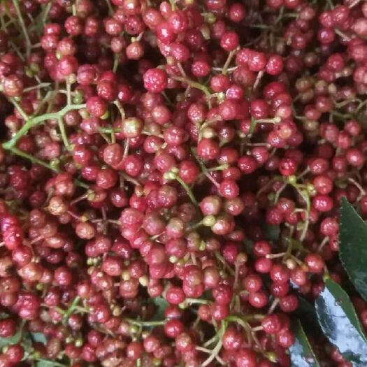 潼关县大红袍花椒  鲜花椒