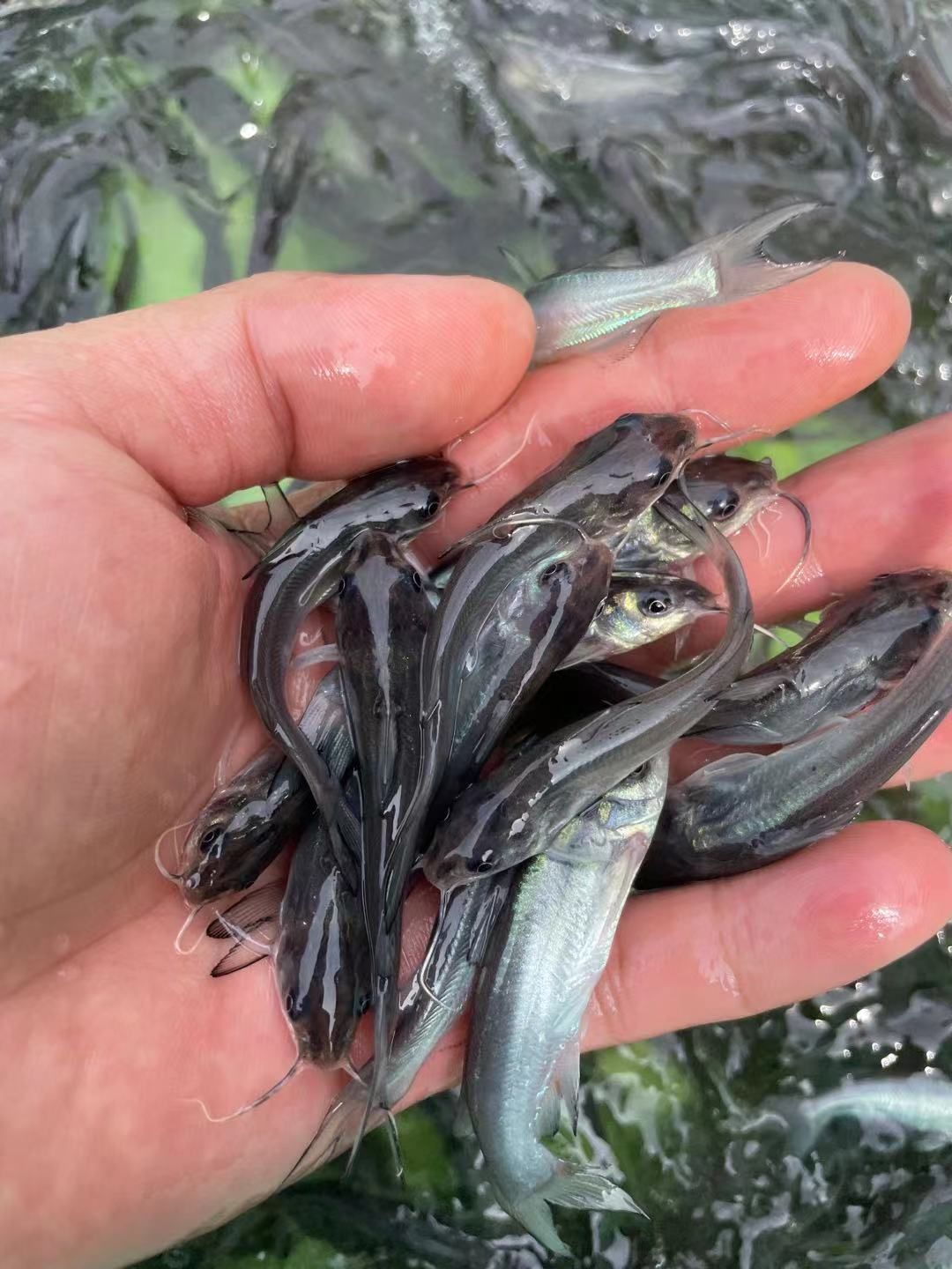 叉尾鮰鱼苗  叉尾鱼苗，品种优良快大，一手货源场地直销量大优