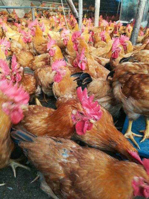  快大黄鸡苗，快大型肉鸡苗，（90天公8斤母6斤），质量保证