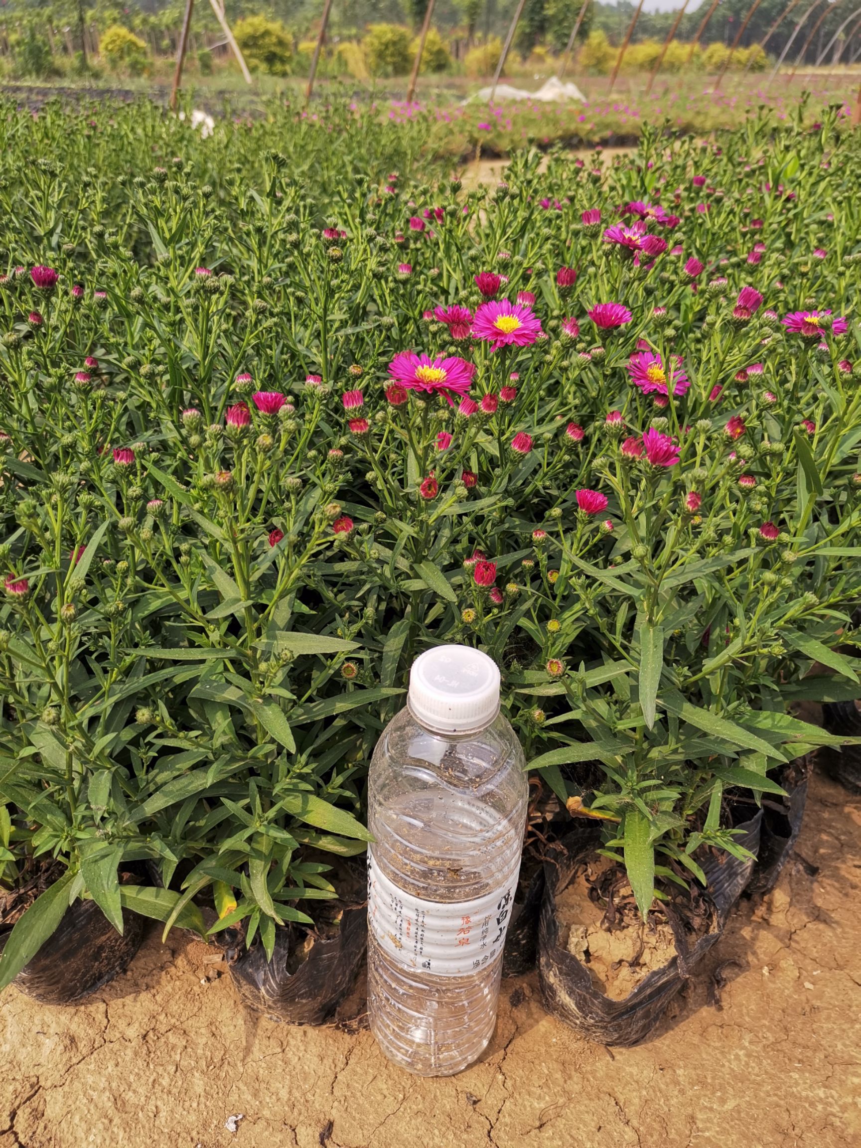  常年大量供应草花 荷兰菊