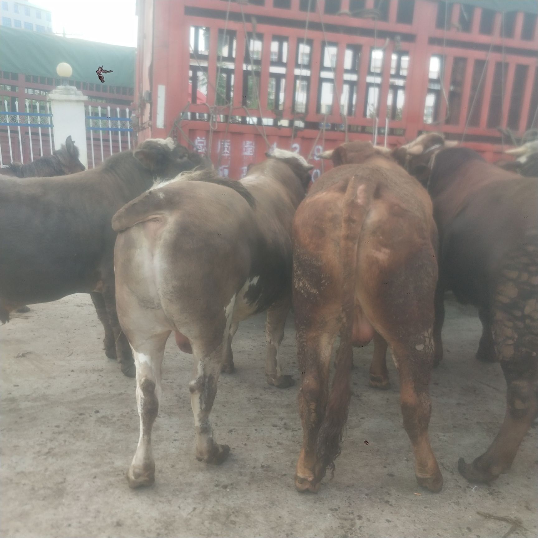  贵州高山散养西门塔尔肉牛黄牛肉牛育肥小公牛小母牛土杂交牛等