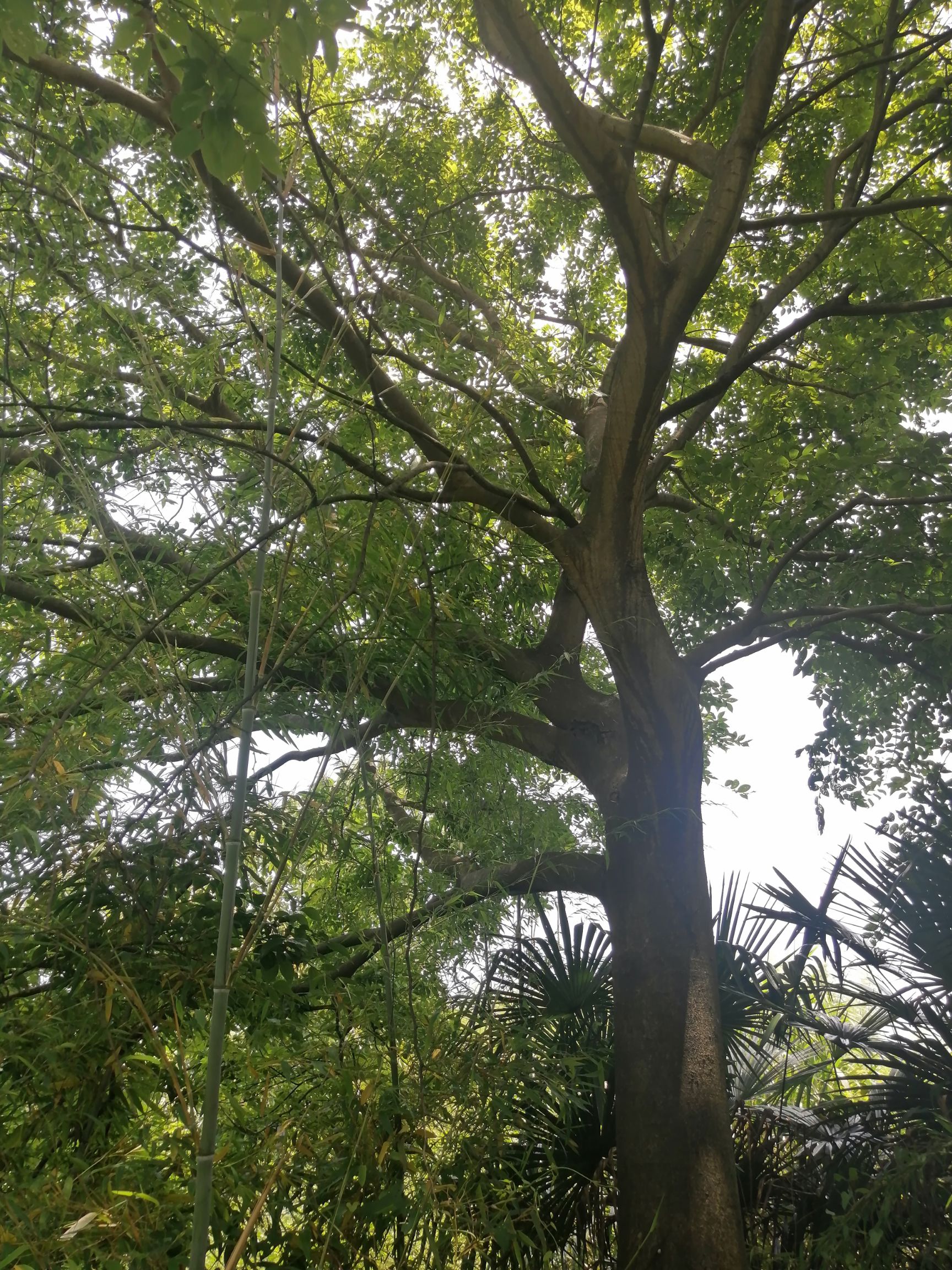 小叶朴 扑树30的