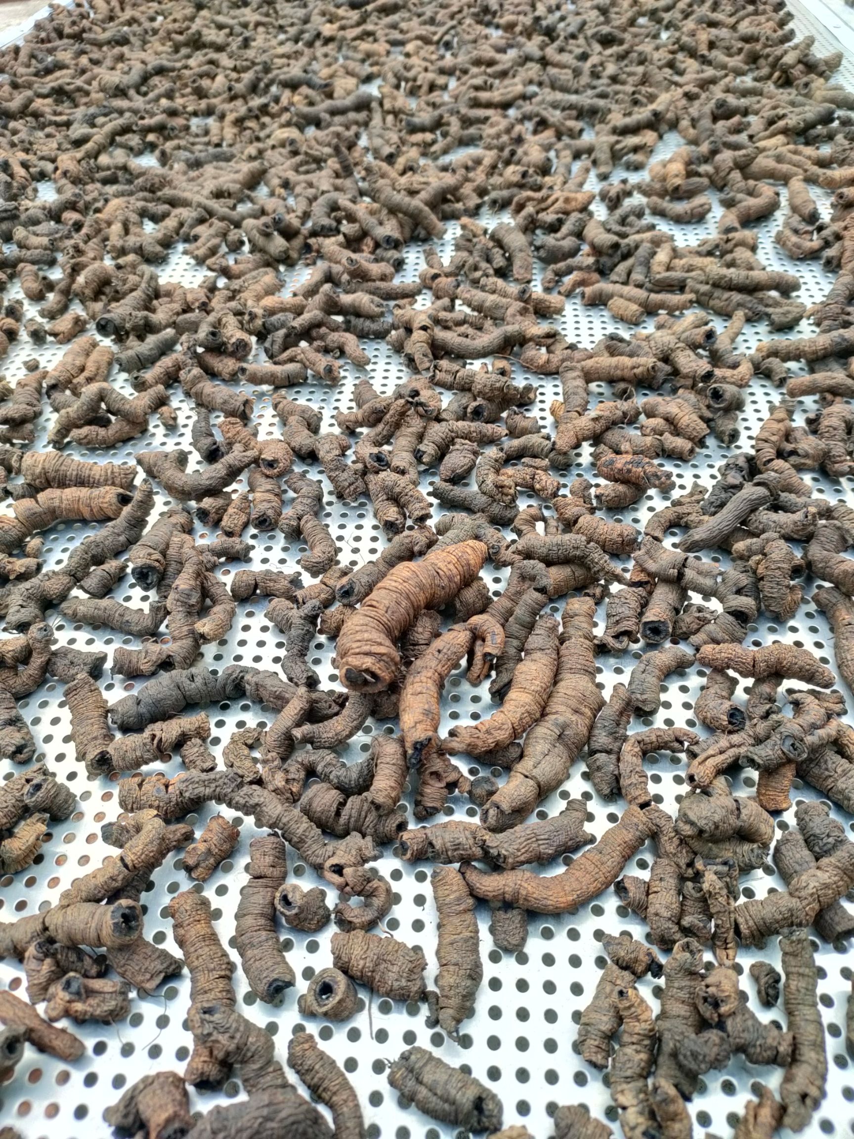 优质巴戟中药材根茎类广东云浮郁南县产地直发