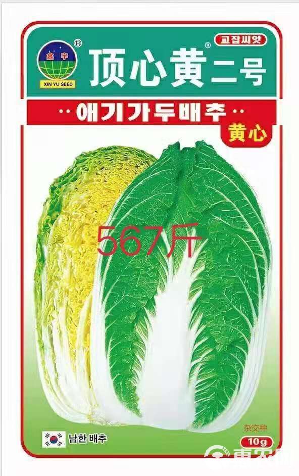 黄心大白菜  王立锋吉林果蔬