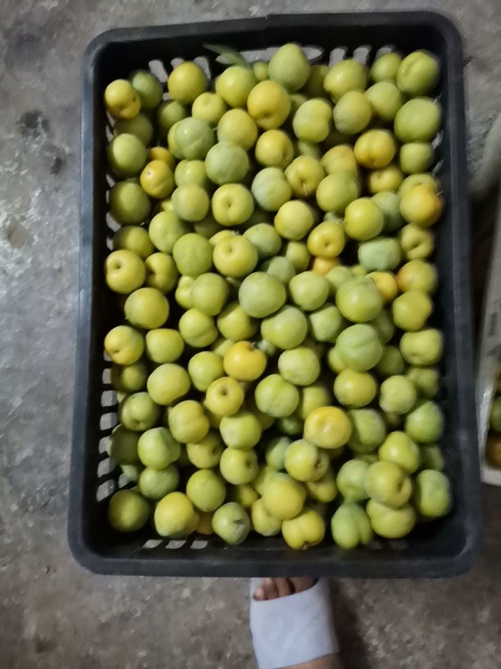 李子  毕节本地江甘李