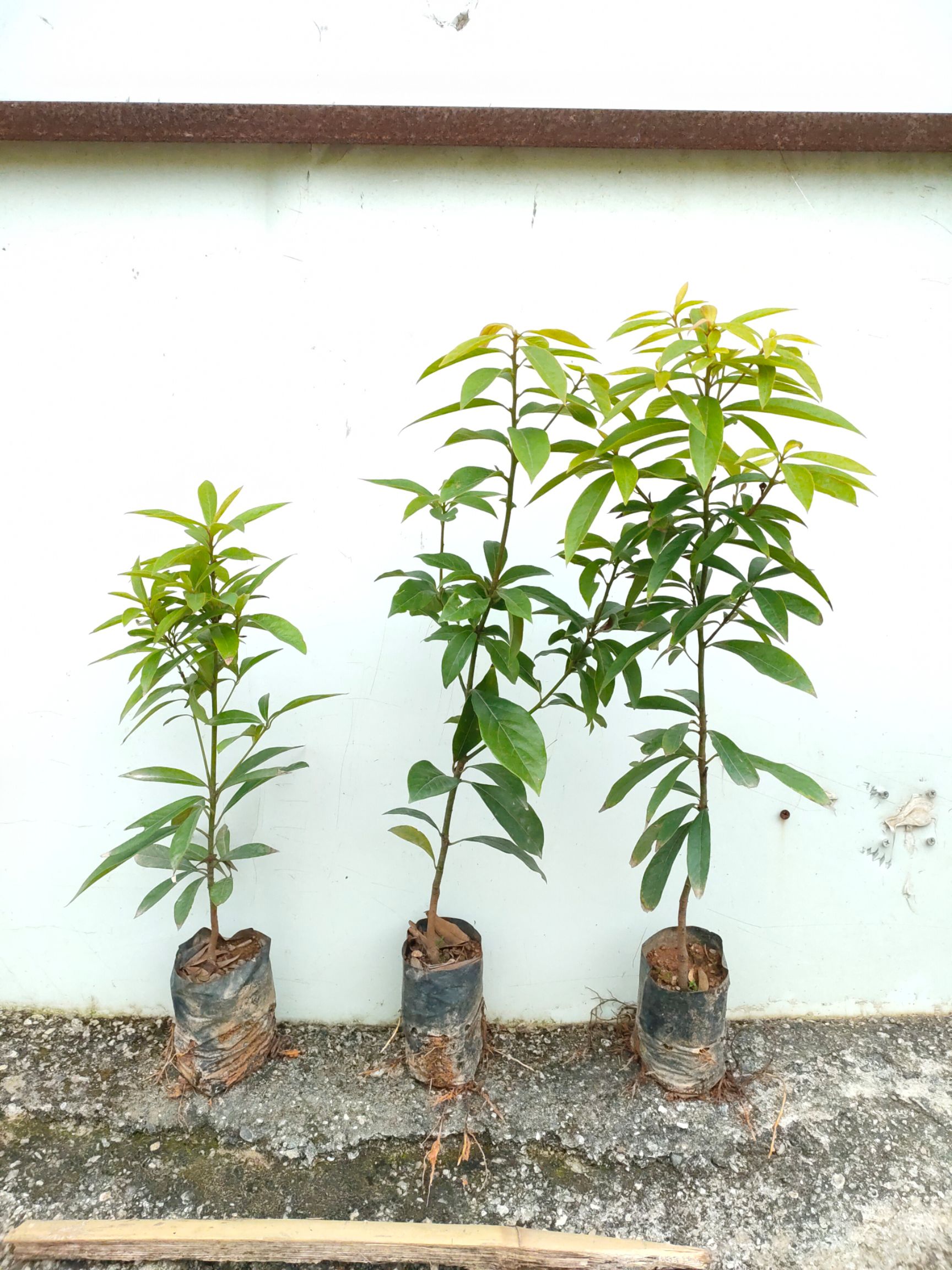 金丝楠苗 金丝楠木