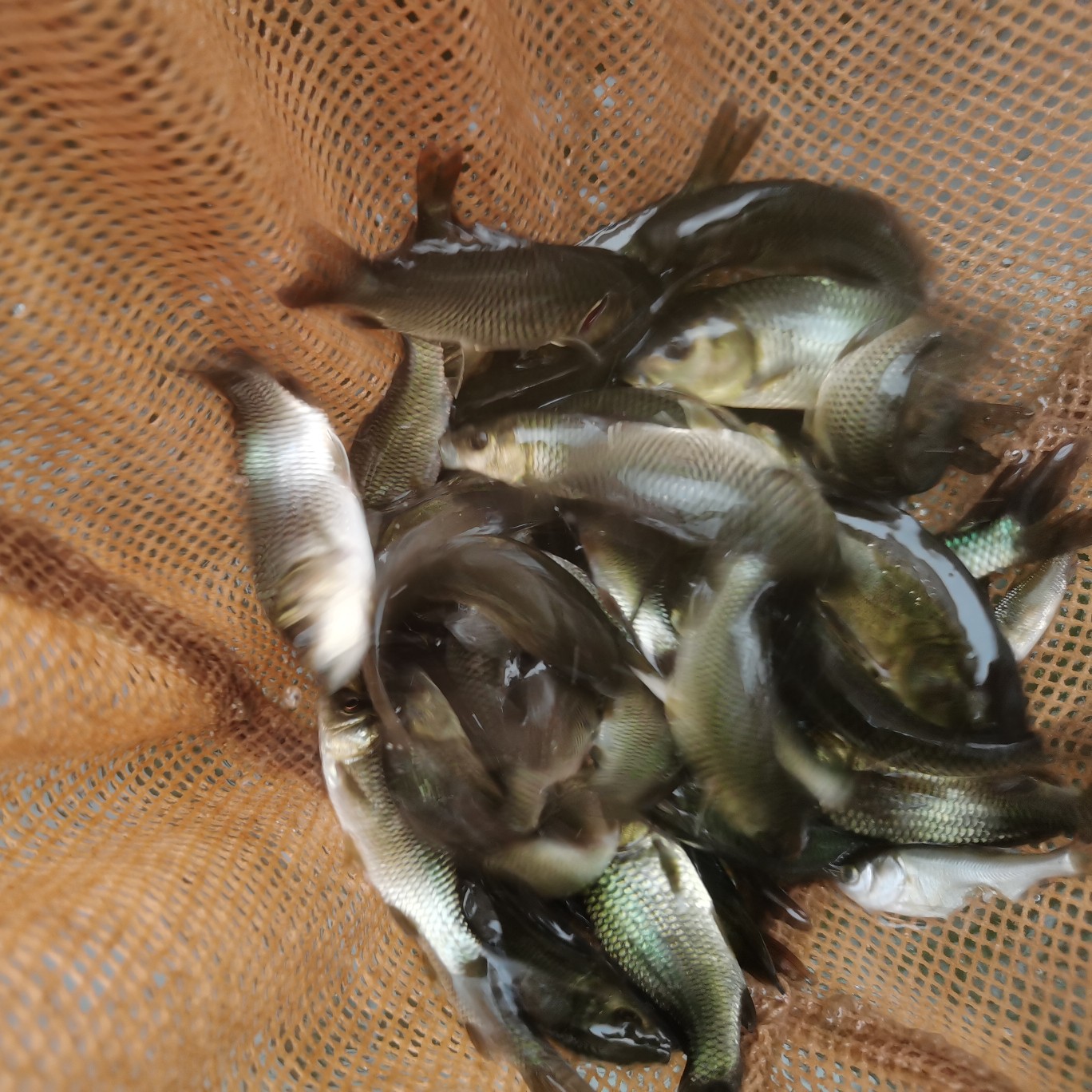 草鱼苗鲤鱼苗花鲢白莲鱼苗