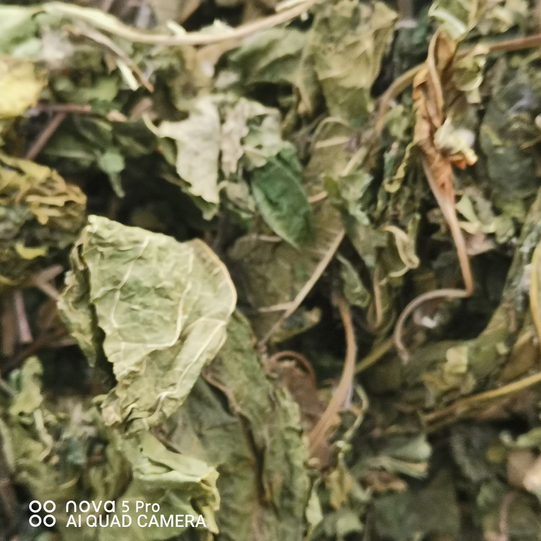 青桑叶优质桑叶