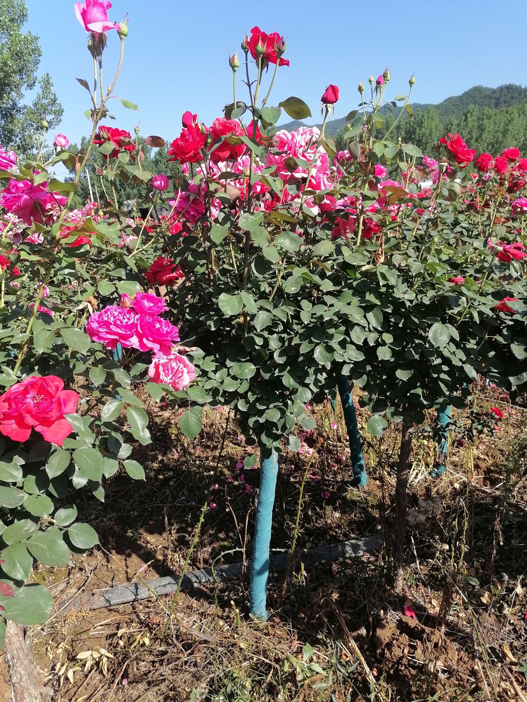 树状月季 树桩月季