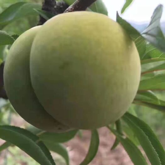镇宁县 贵州安顺镇宁蜂糖李
