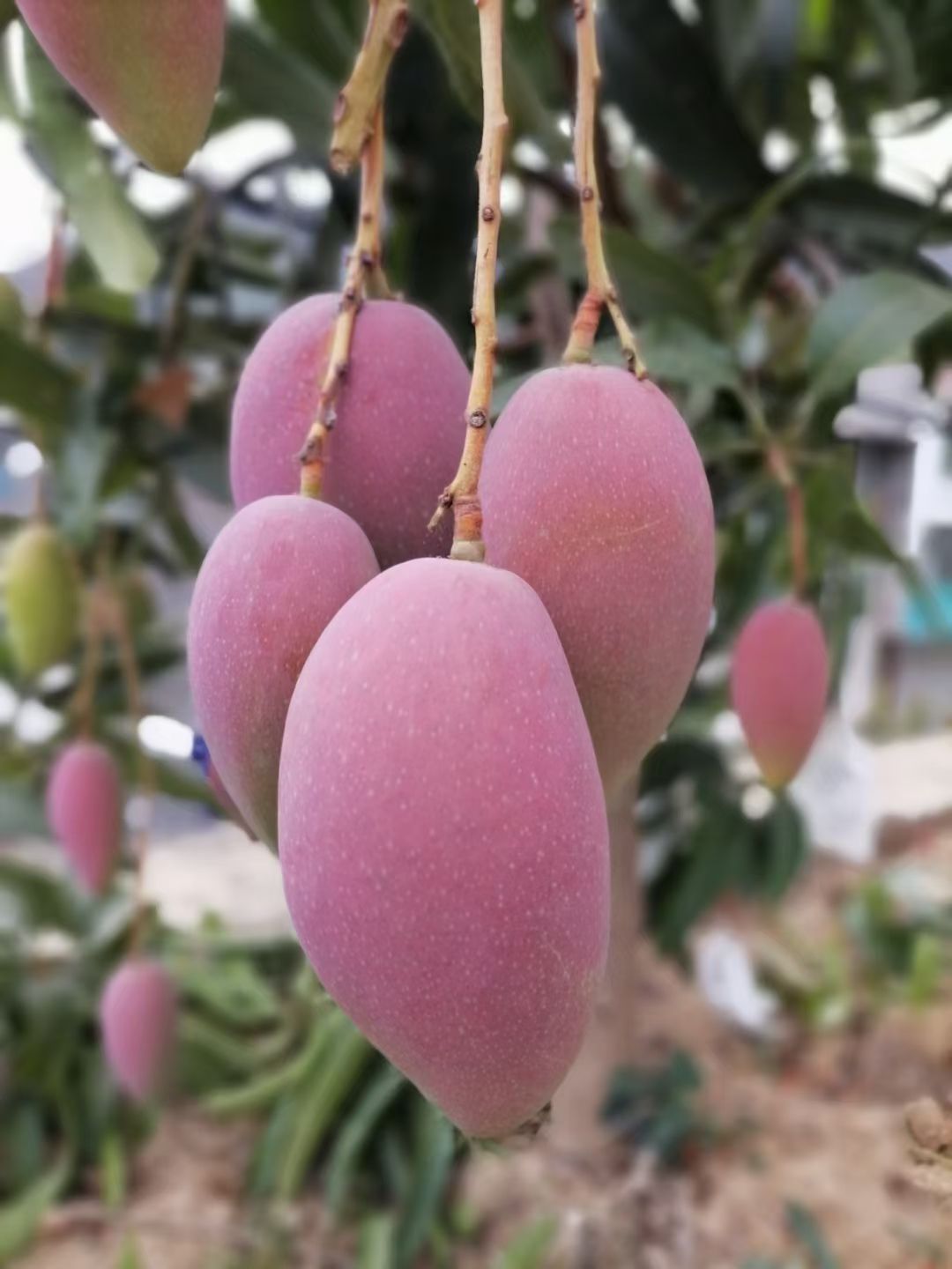 云南高原椰香贵妃金煌鹰嘴凯特圣心品种齐全一件代发