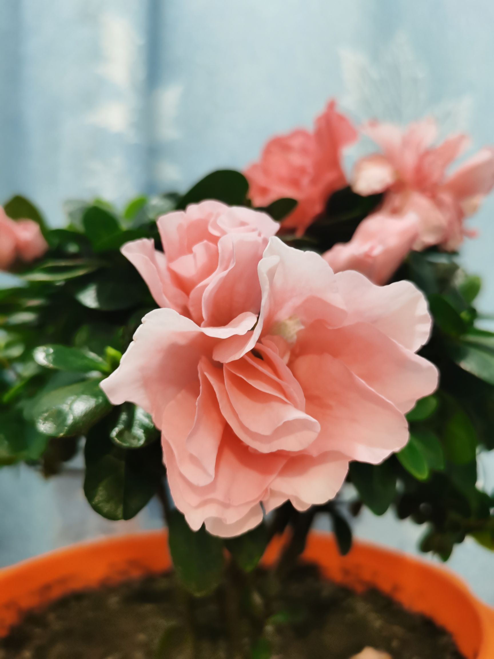 种植EM菌液  复合酵素菌剂 瓜甜果香 日本新西兰先进微生物