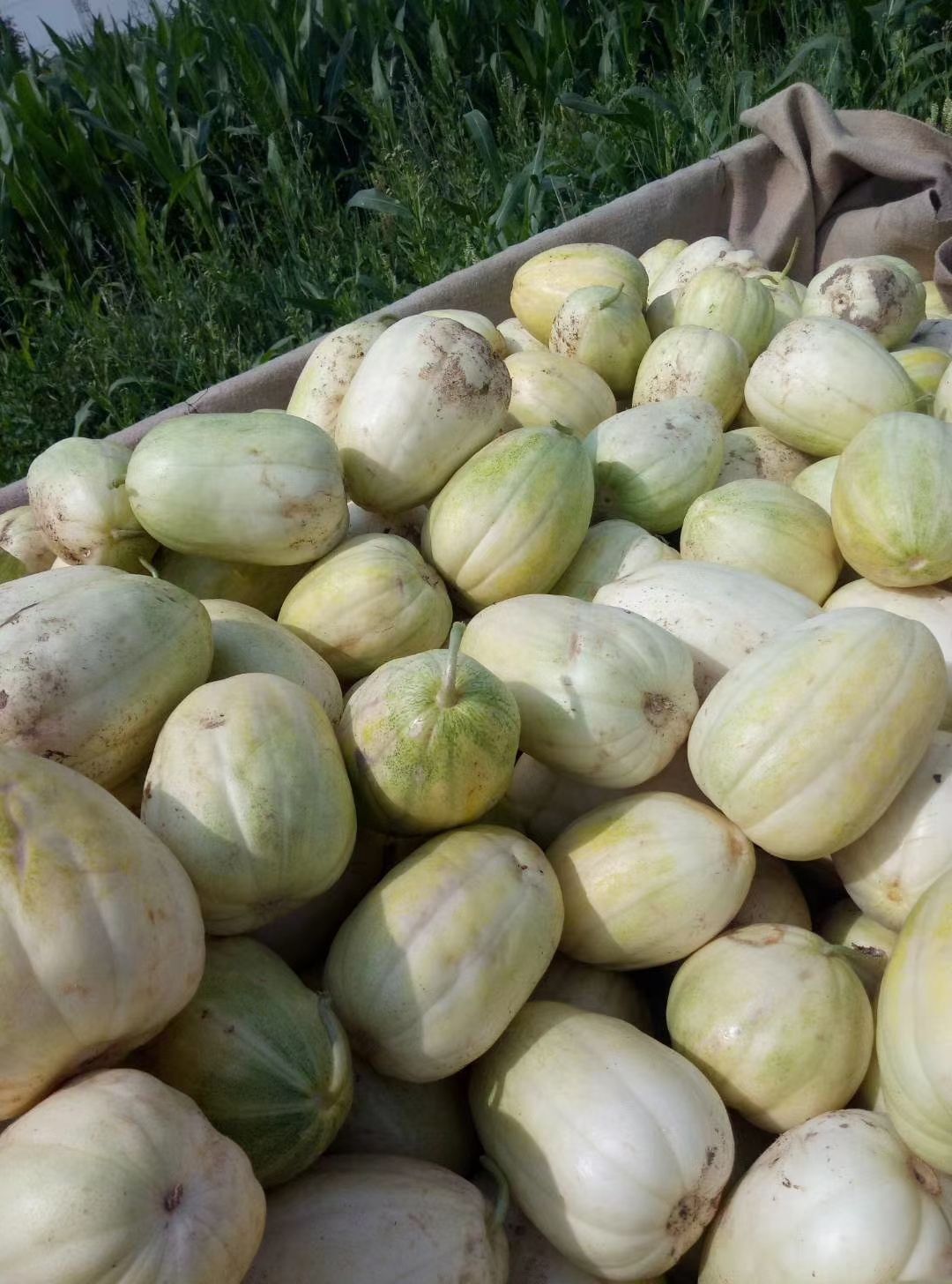 忻州陆地香瓜。甜瓜