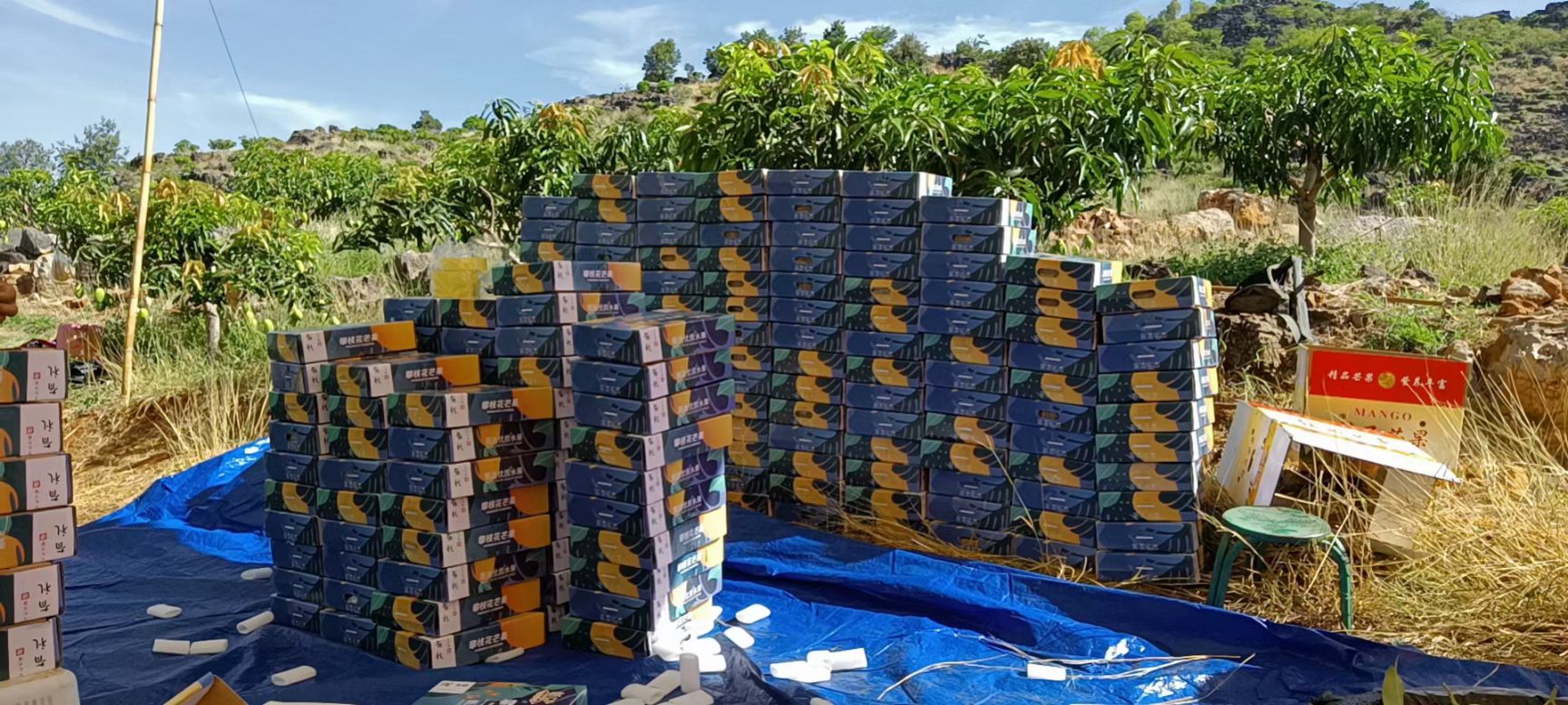 云南高原椰香贵妃金煌鹰嘴凯特圣心品种齐全一件代发