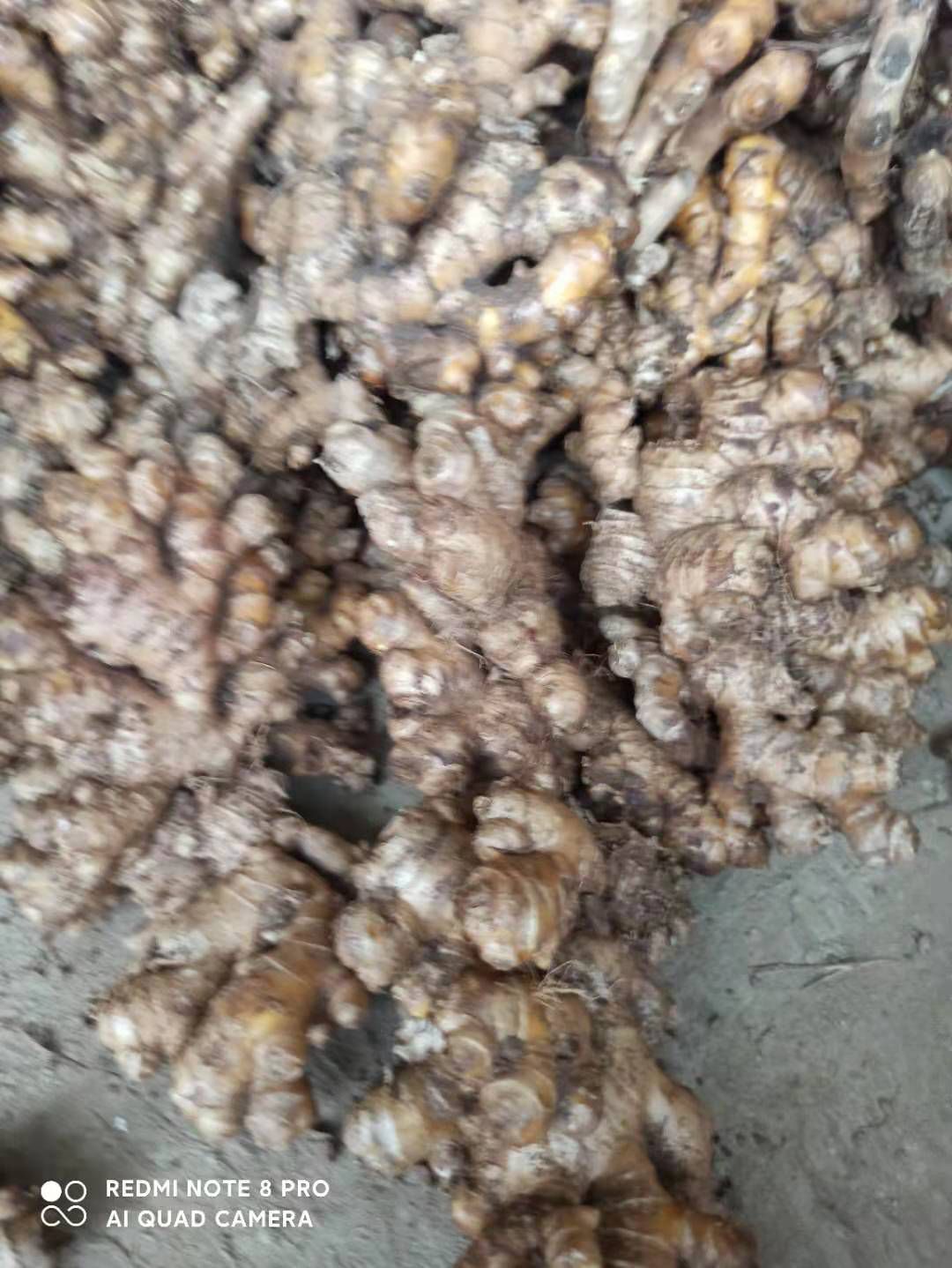  云南罗平60吨小黄姜出售，恒温库姜，货在广西贺州