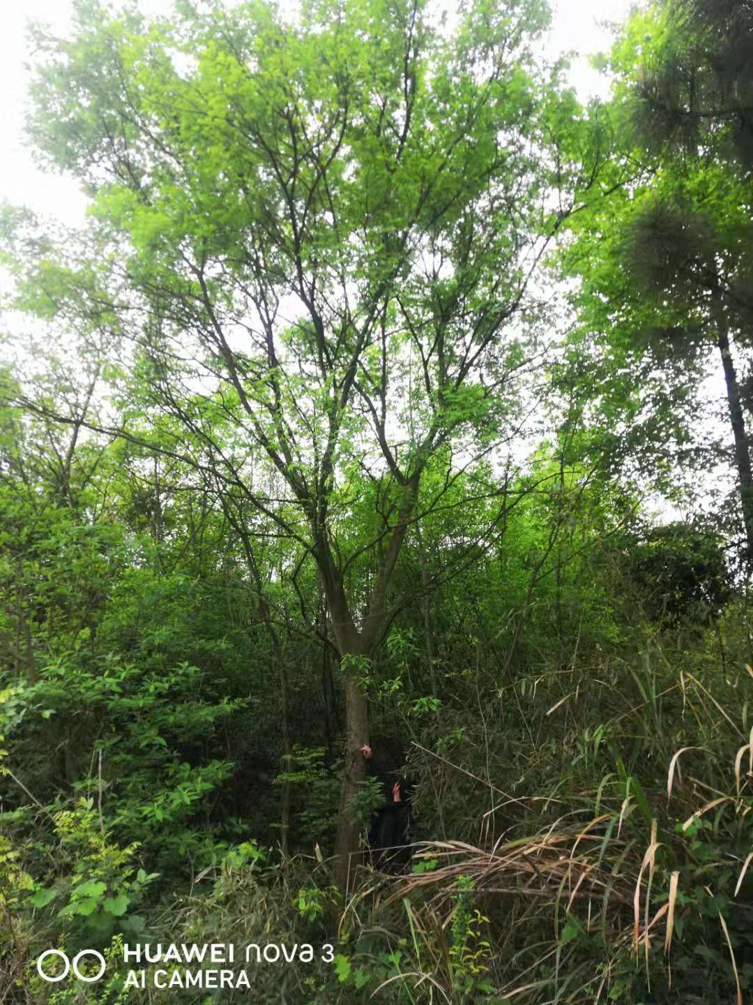 小叶朴  朴树25公分