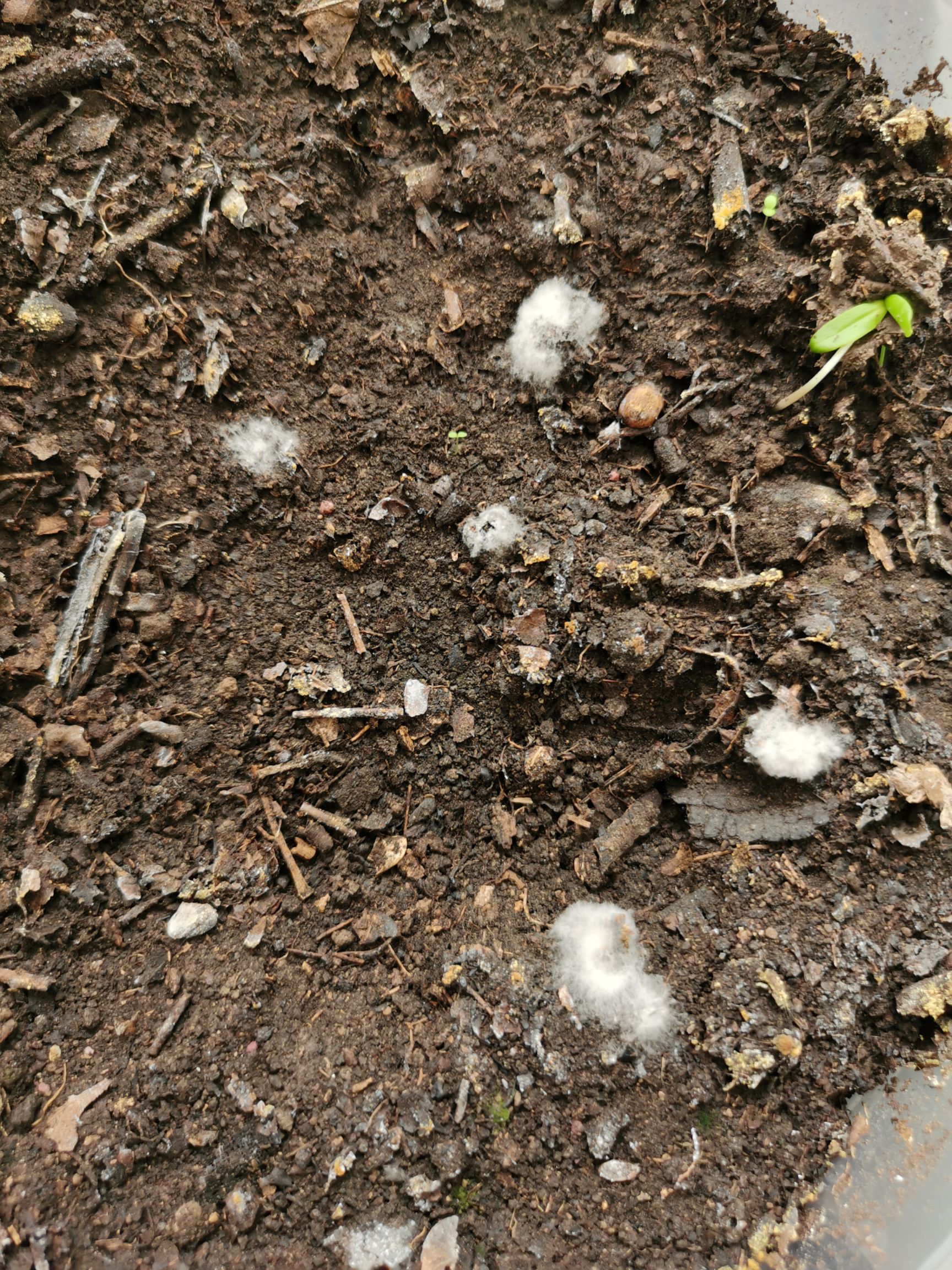 种植EM菌液  复合酵素菌剂 瓜甜果香 日本新西兰先进微生物