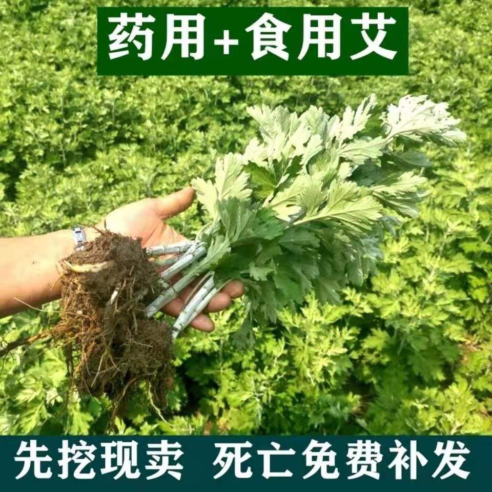 艾草苗  宛艾品种五尖大叶艾苗产量高出绒率高下单包邮包种植全