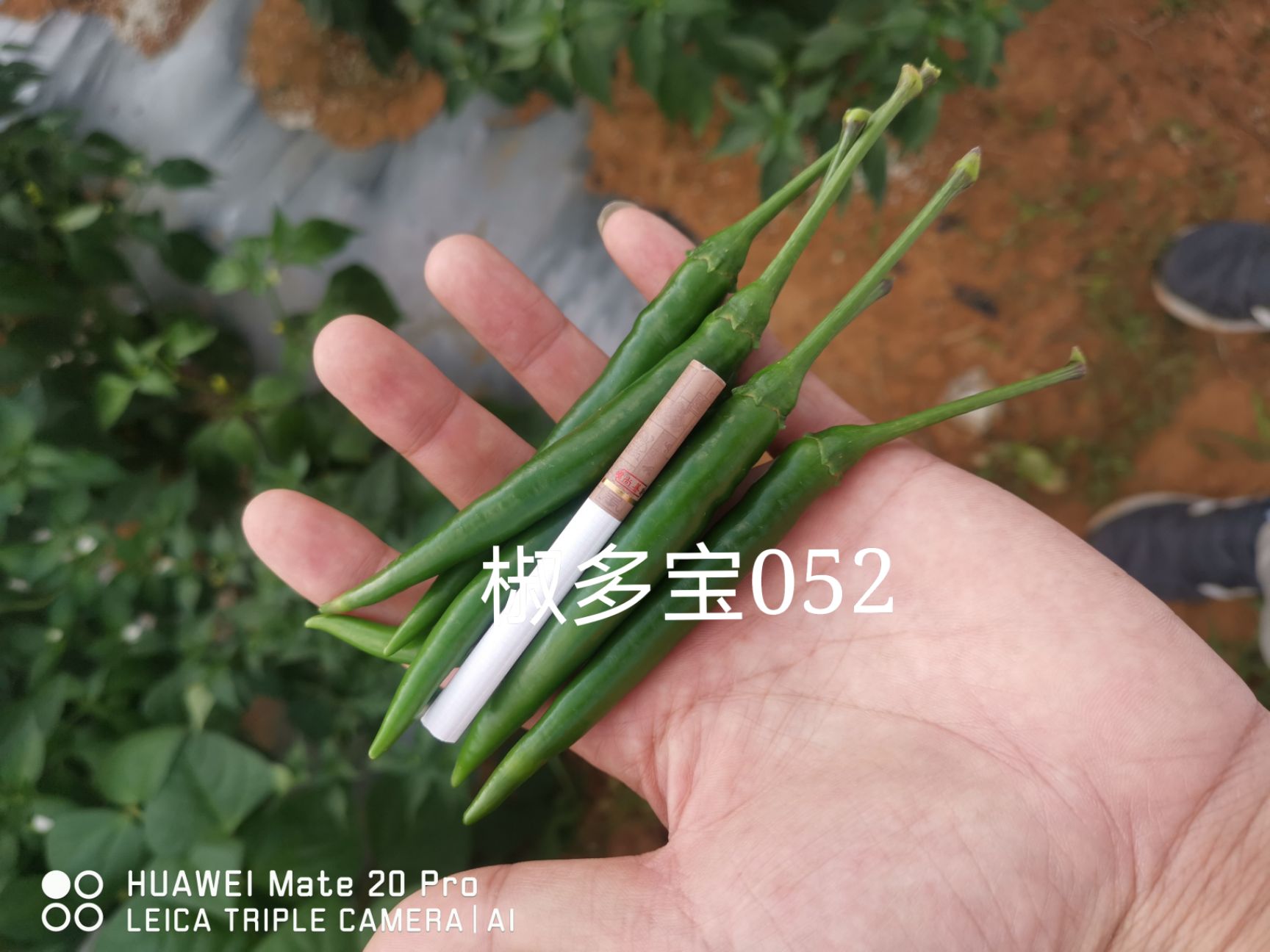 椒多宝052大果朝天椒种子，硬度好，把子长粗，抗病