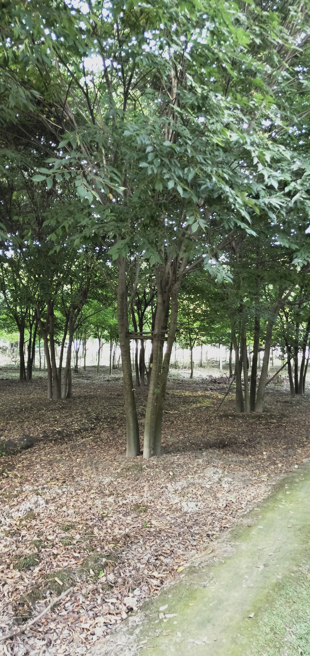丛生红榉