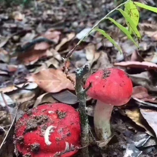 勐海县 野生红菇