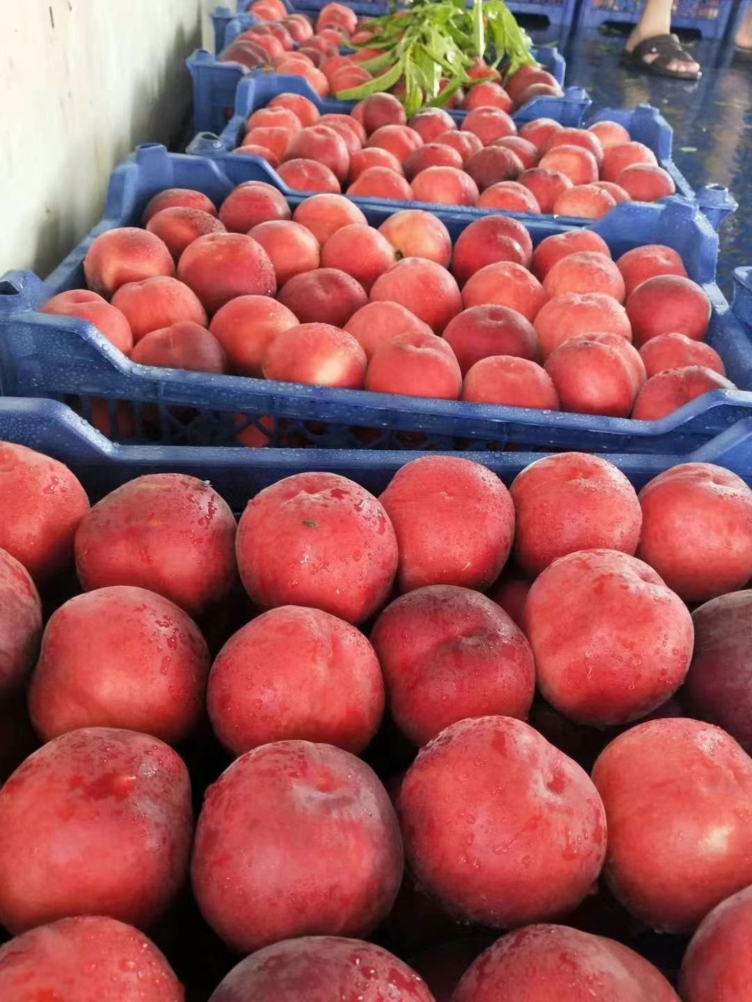 威县，春雪桃大量供应，有需要的老板联系我，