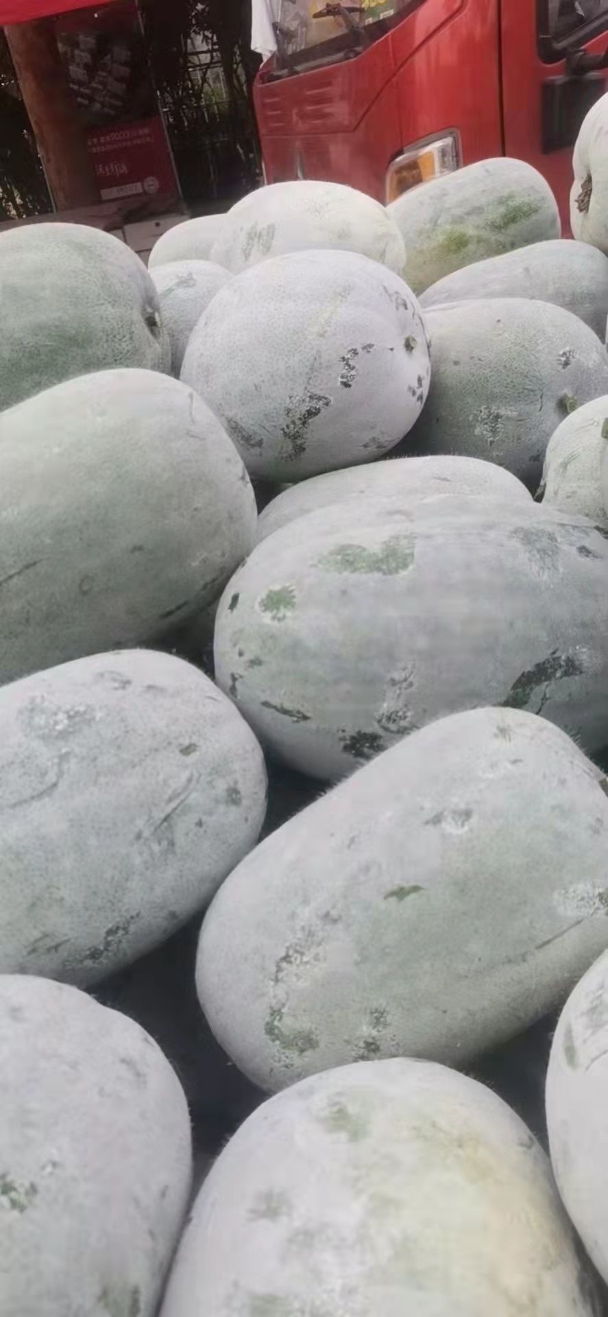 白皮冬瓜 郑州中牟水果冬瓜上市