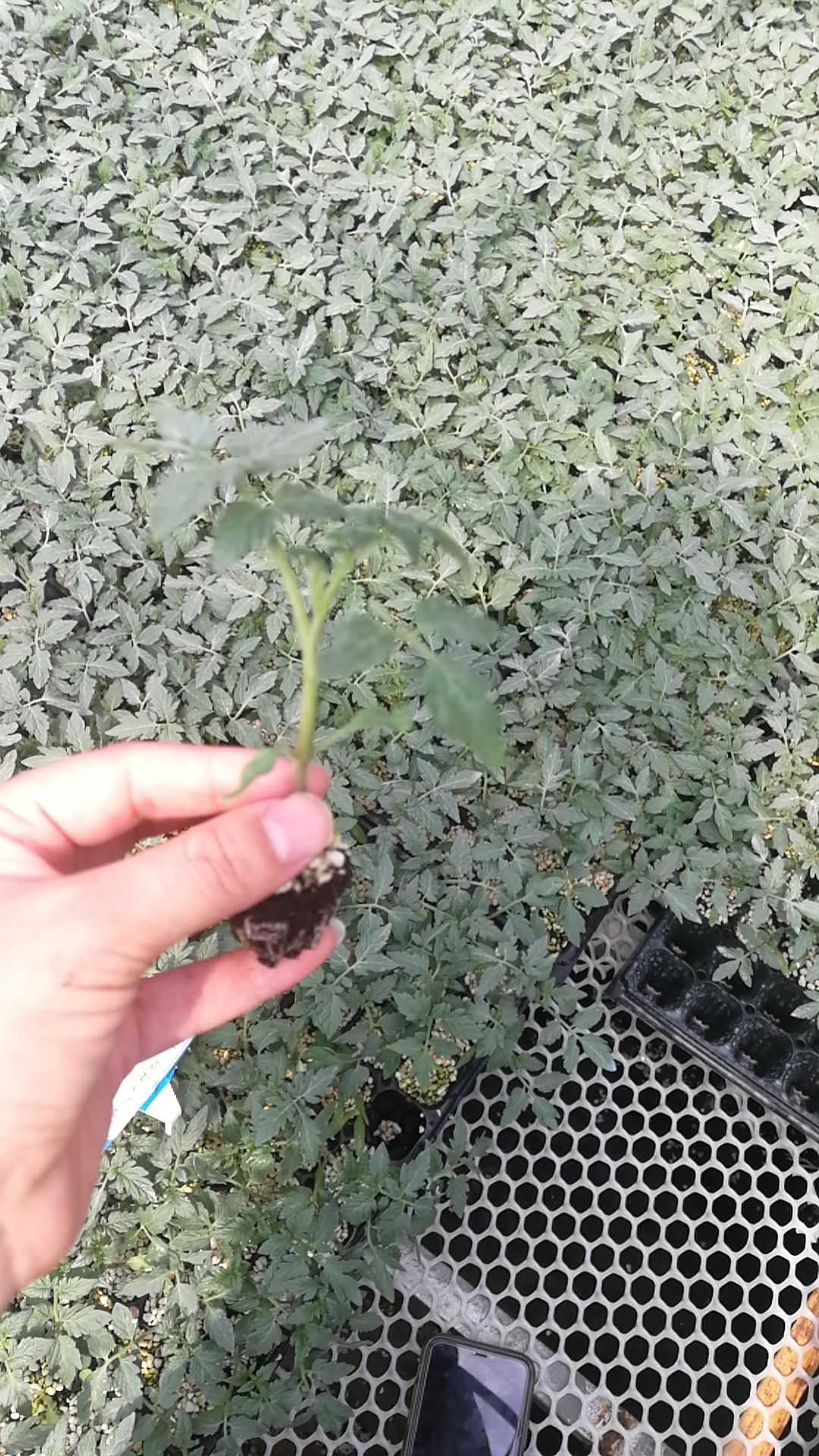 大粉果西红柿苗、抗ty、抗死棵