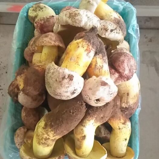 昆明红葱菌 鲜牛肝菌 