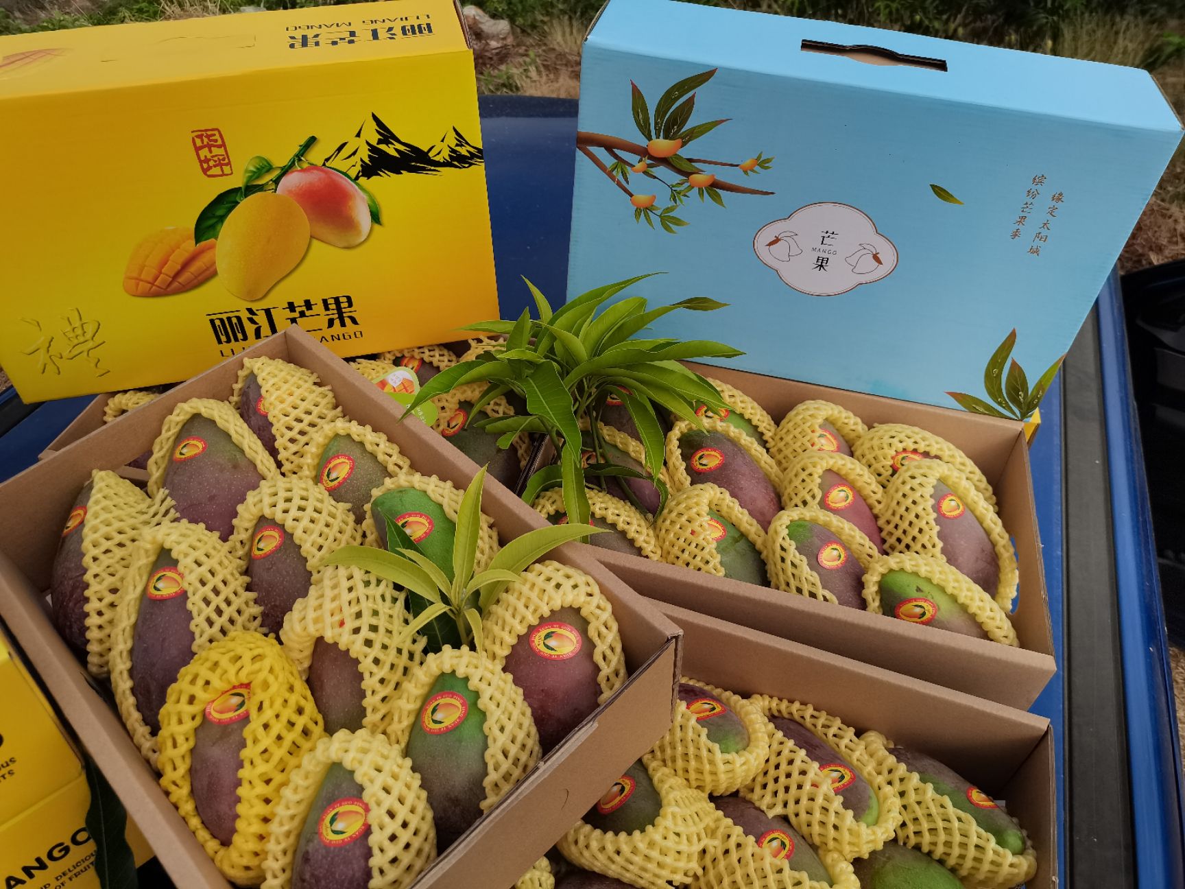 云南高原椰香贵妃金煌鹰嘴凯特圣心品种齐全一件代发