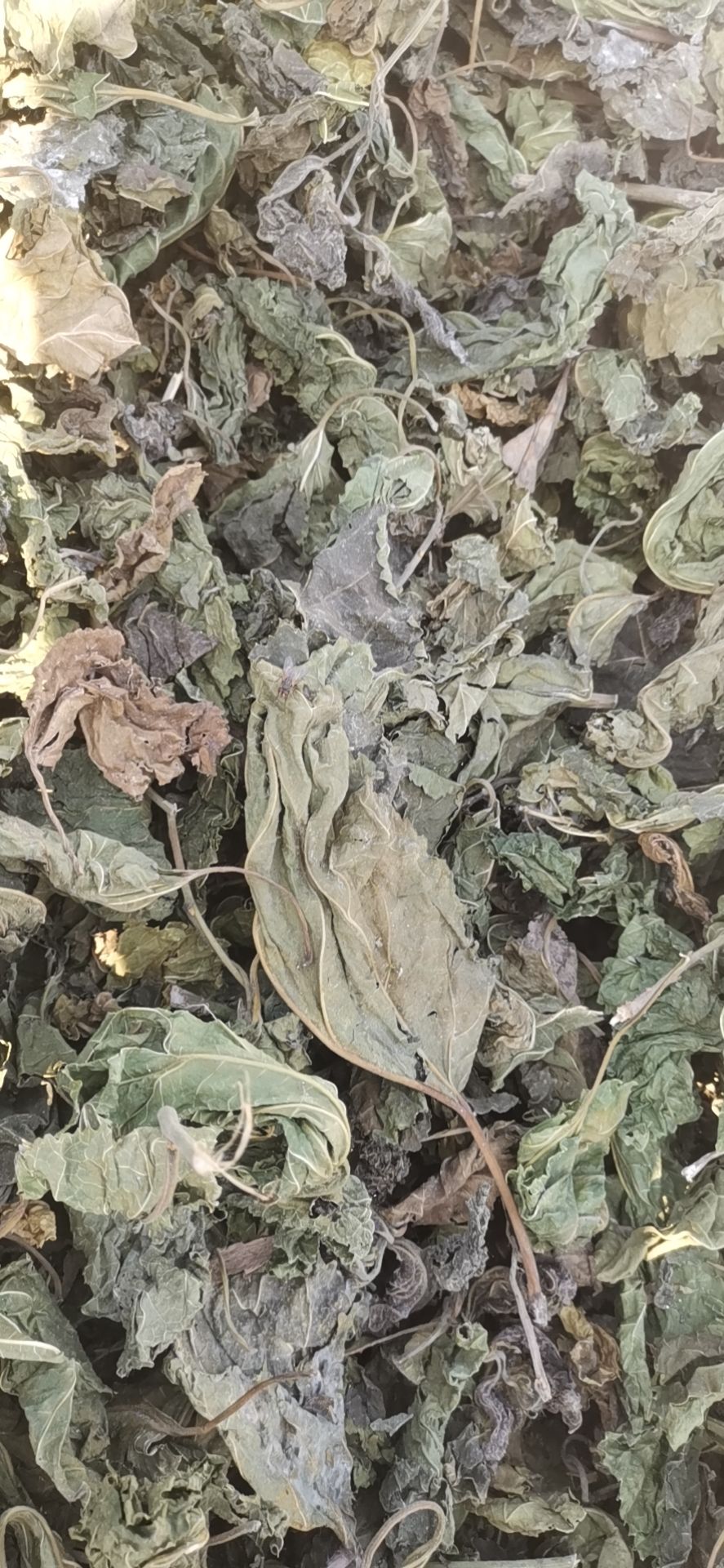 青桑叶优质桑叶