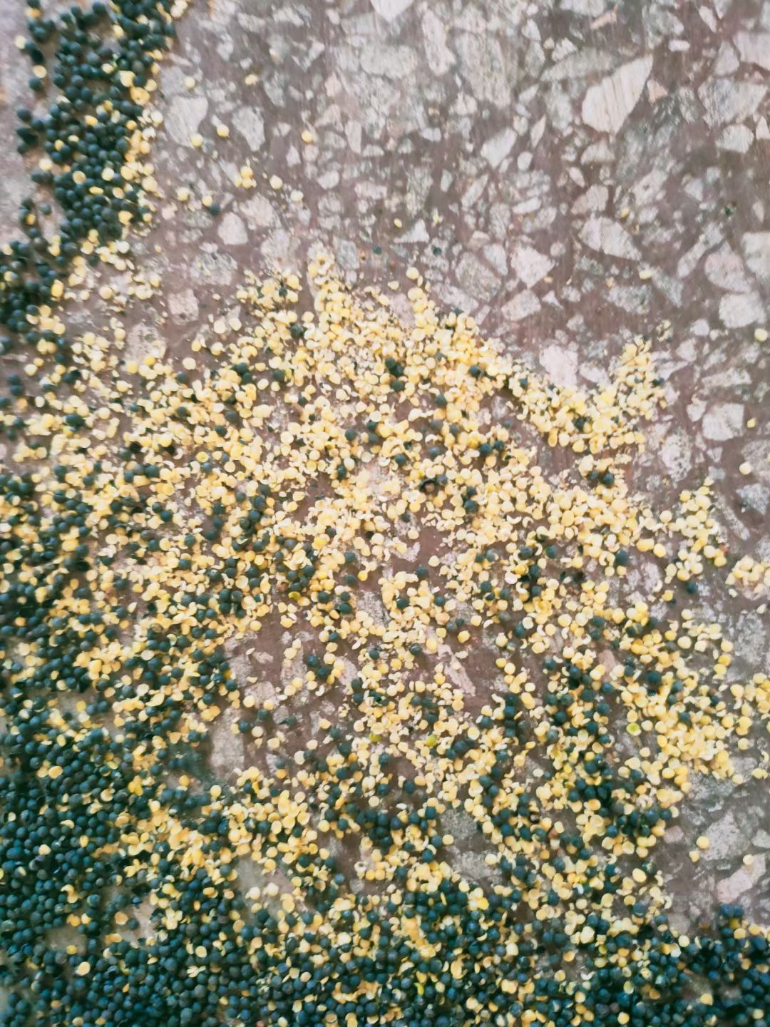 大量供应云南罗平油菜籽，出油35，芥酸30，油色纯正。