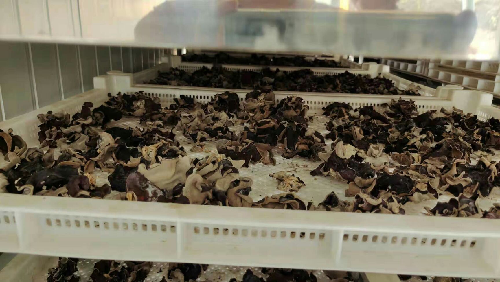  大棚种植毛木耳