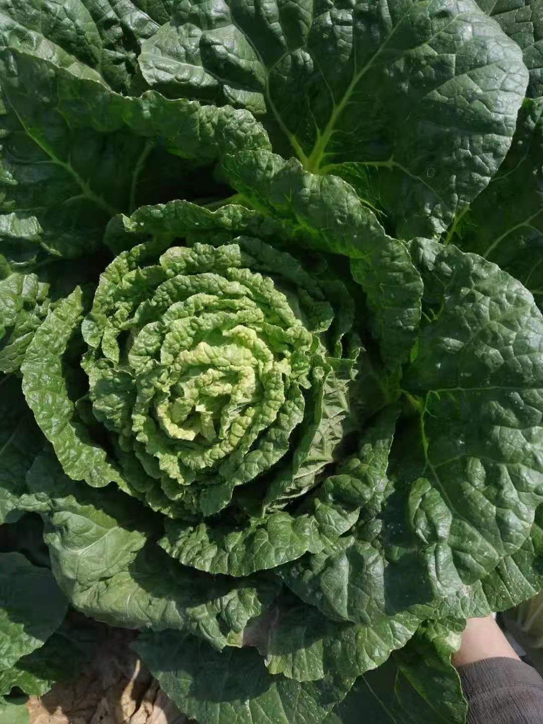 黄心大白菜 长阳高山精品白菜