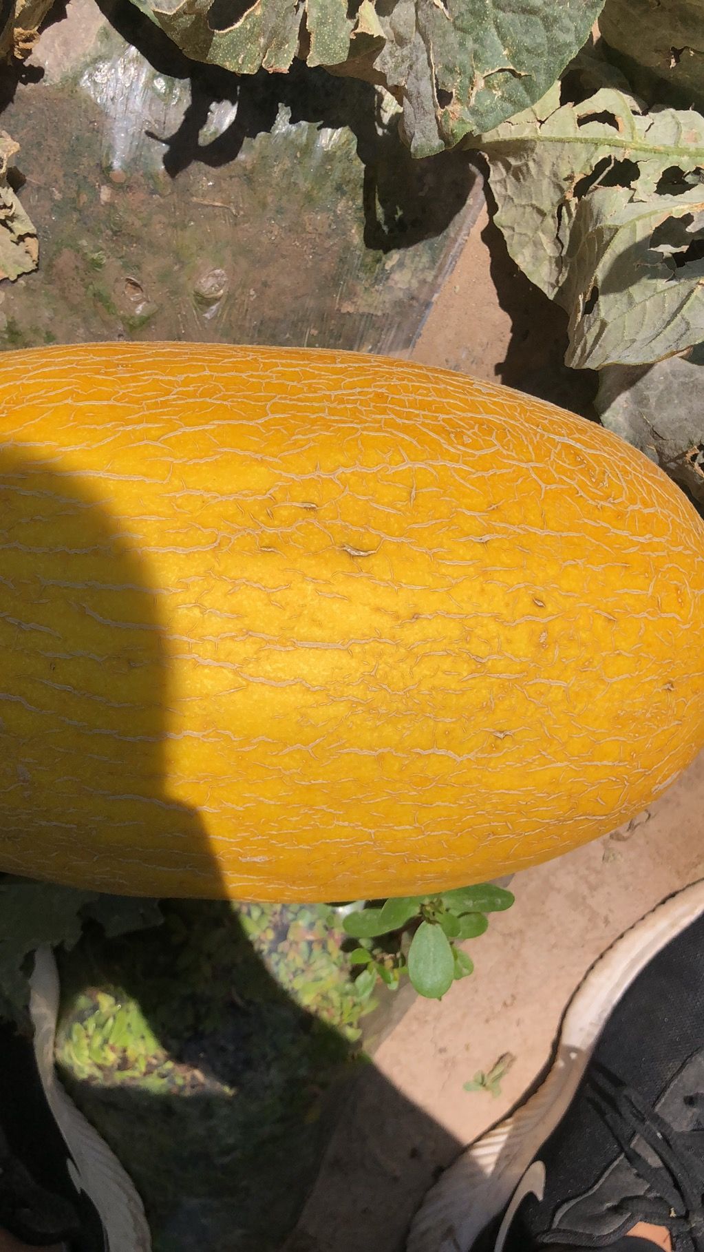 西州蜜  河套蜜瓜，沙漠密瓜