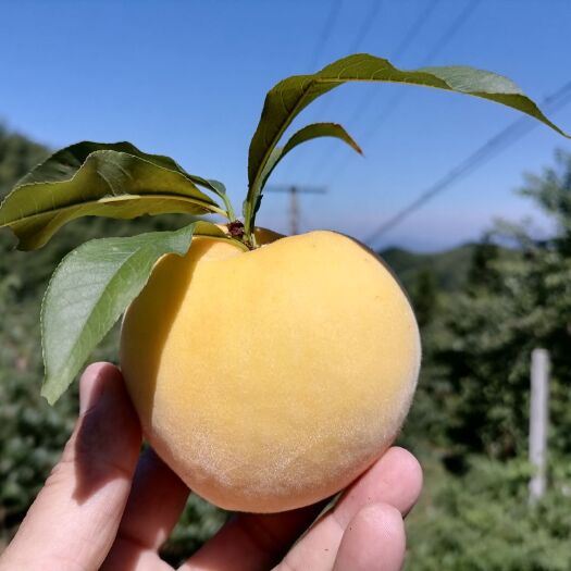 锦绣黄桃  炎陵黄桃，原产地高山黄桃