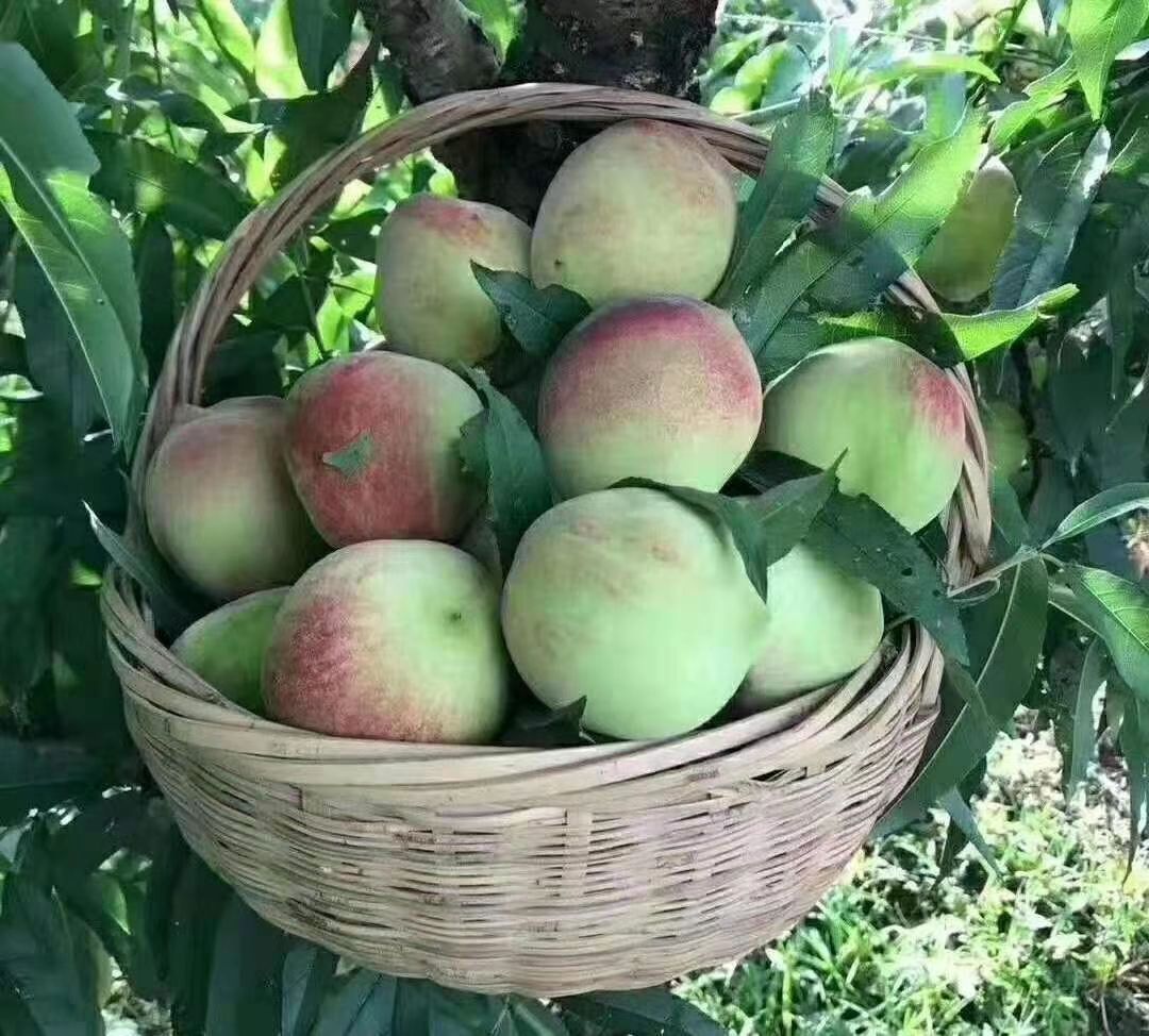 鹰嘴蜜桃  连平上坪鹰嘴桃 蜜桃