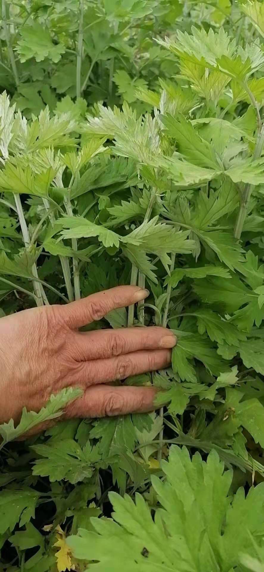 艾草苗  宛艾品种五尖大叶艾苗产量高出绒率高下单包邮包种植全