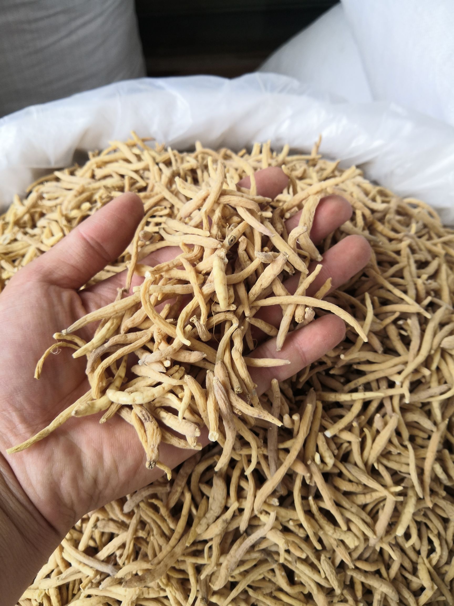 无硫 贵州 太子参 新货 批发各种 中药材 大货批发中