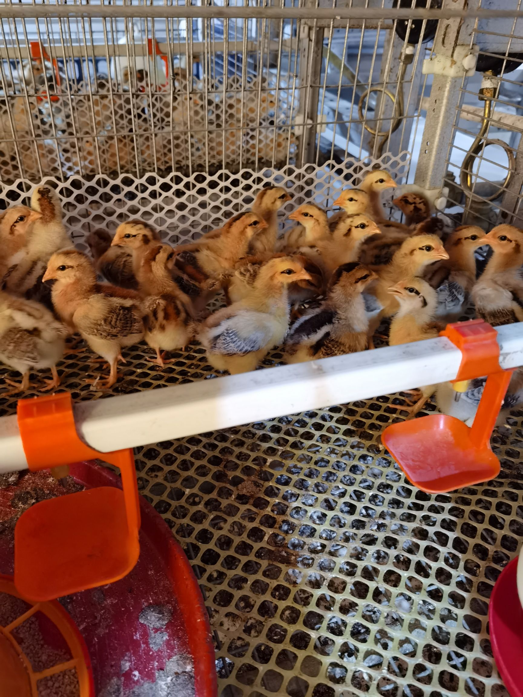 脱温鸡苗  灵山项鸡童鸡