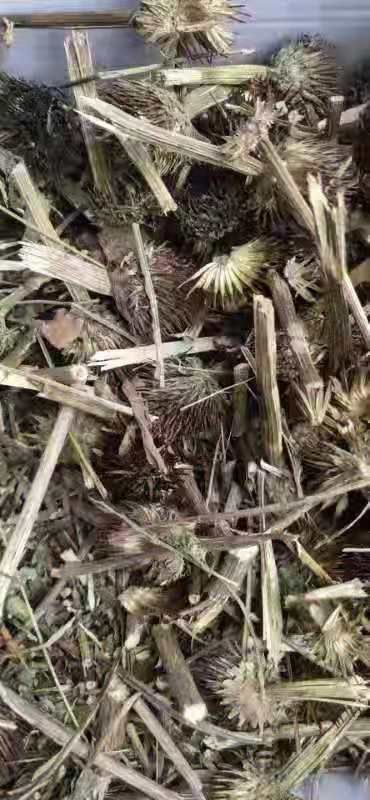 香菊  紫锥菊，紫锥菊全草今年新货颜色漂亮量大从优
