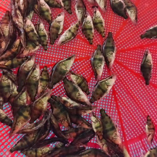 新沂市 鳜鱼苗，4.5.6公分，