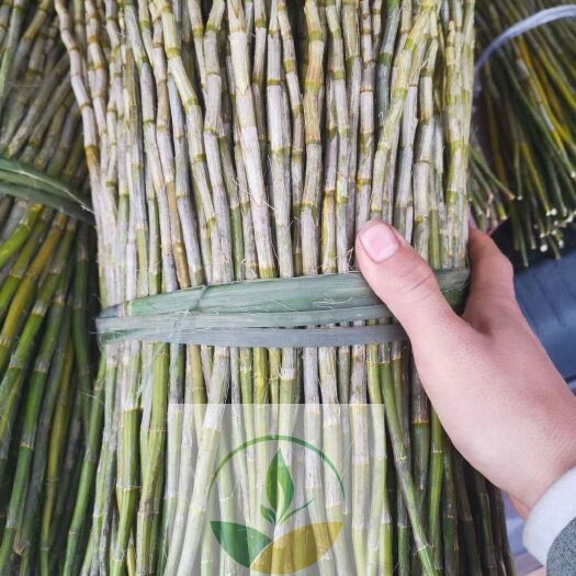 夹江县夹江叠鞘石斛鲜条（批发、零售）鲜品熬汤煮粥、泡茶均可