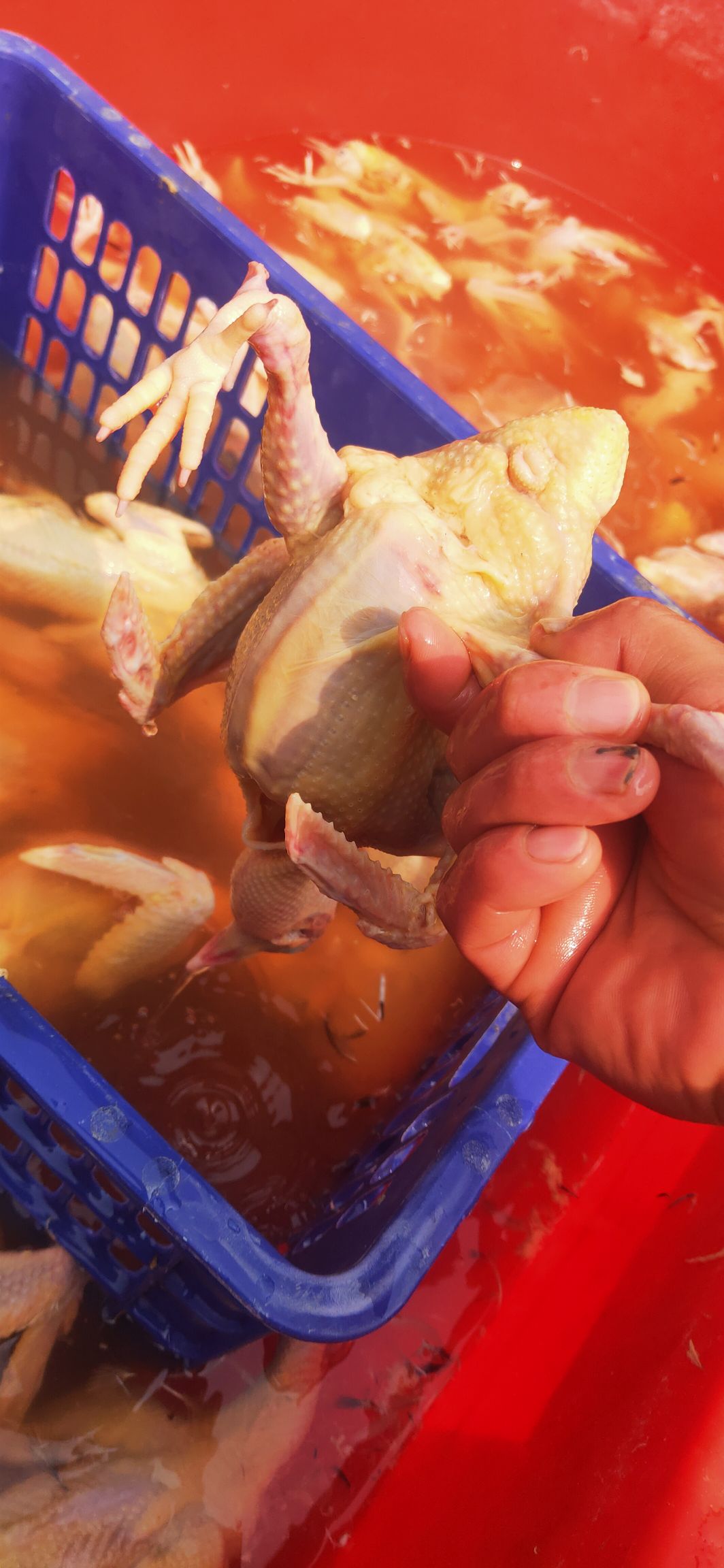 乳鸽 老鸽子厂家直销一手货源