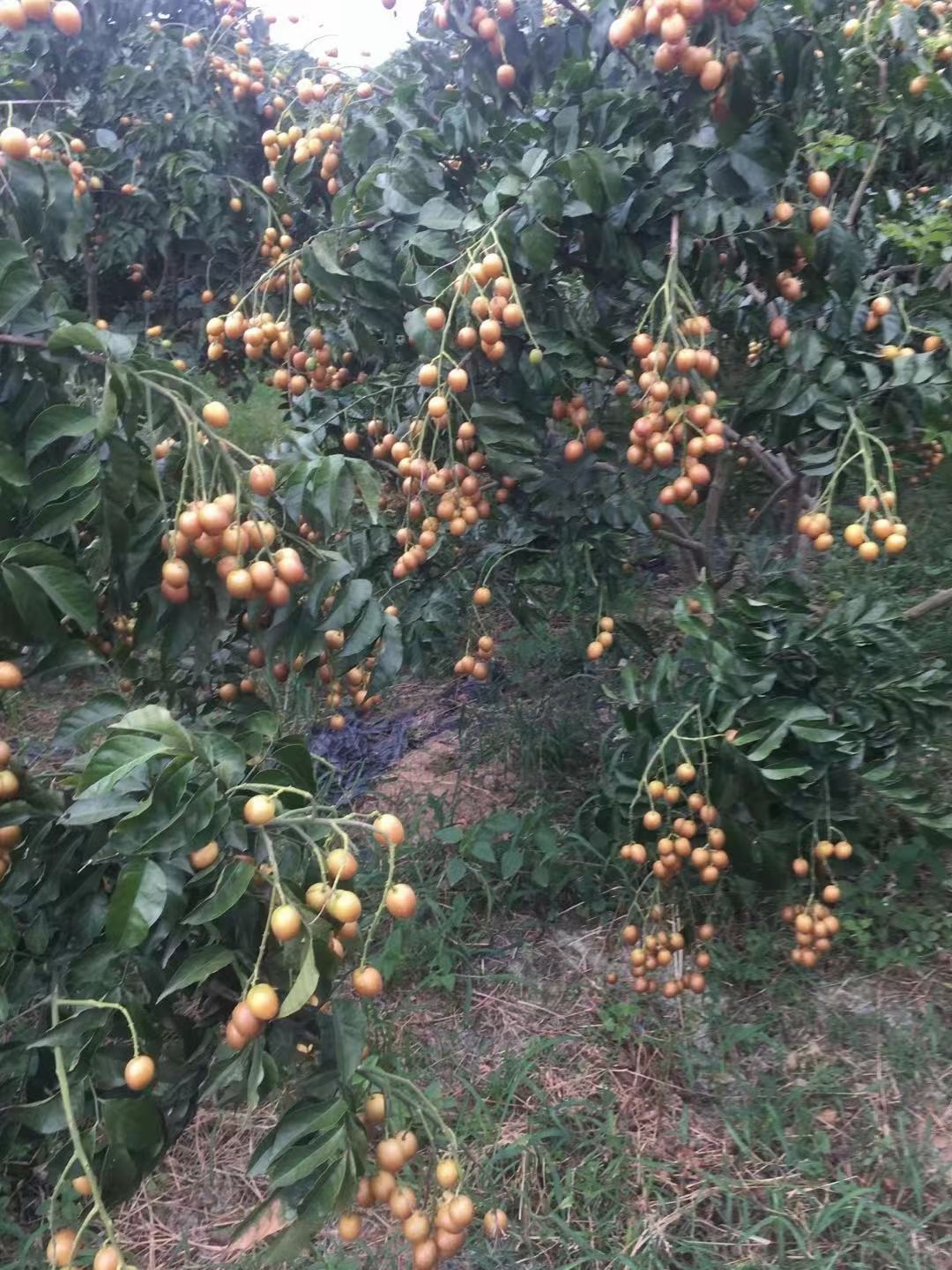 黄皮果香肉甜，润候解喝，营养高