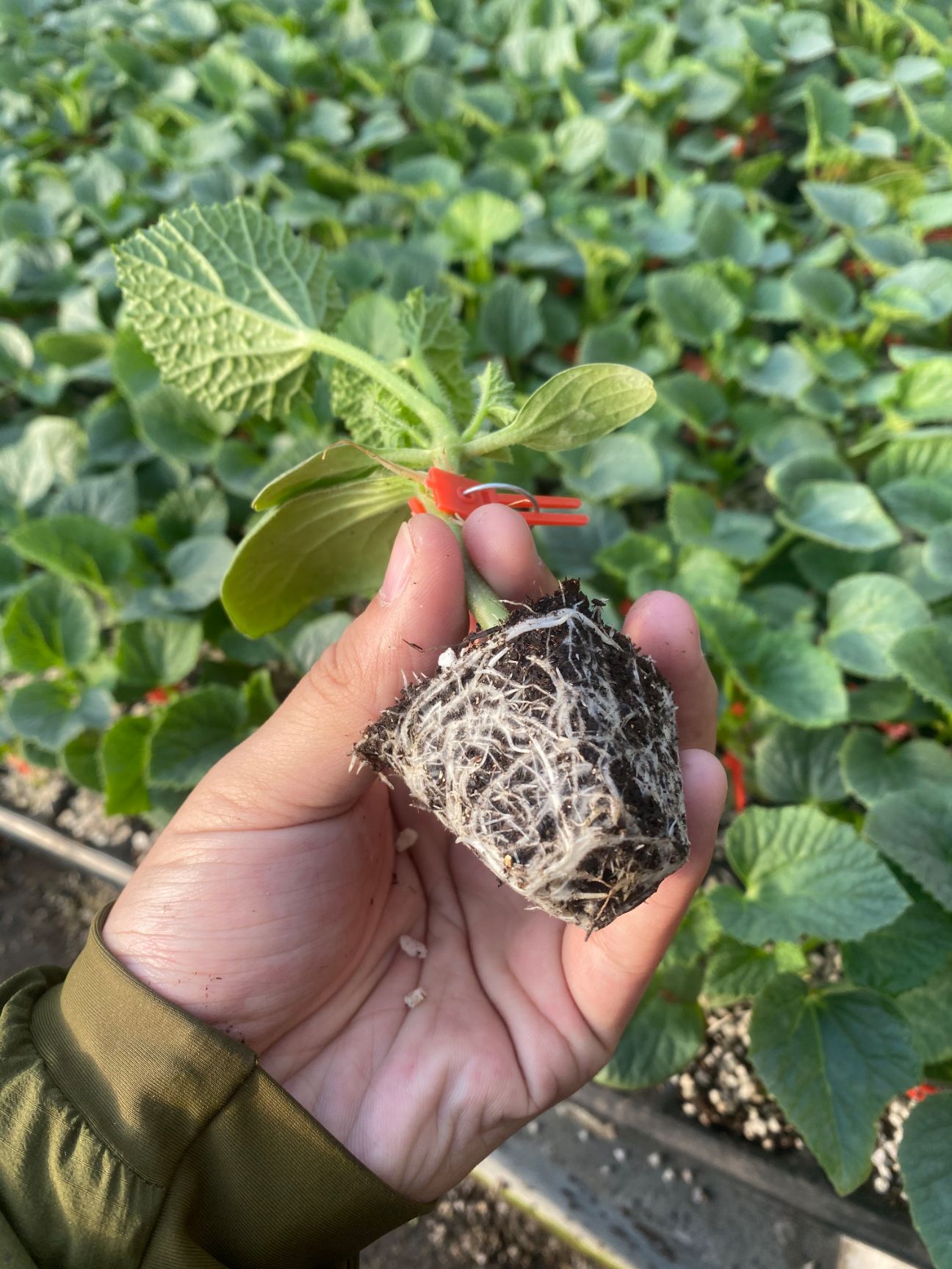 羊角蜜苗 绿宝苗 博洋甜瓜苗 嫁接甜瓜苗 提供技术服务