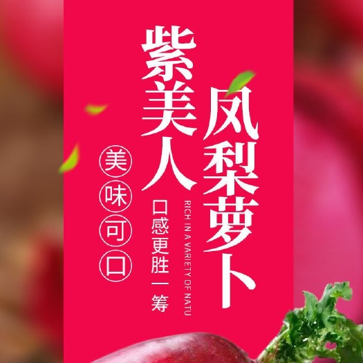 淮河沿岸沙窝萝，土生土长的露天凤梨萝卜，紫美人萝卜。60亩